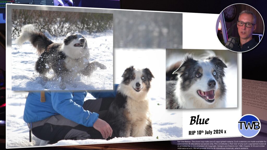 Blue Merle called "Blue"